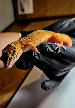 Black Night Mandarin Leopardgecko  Bild 5
