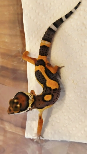 Black Night Mandarin Leopardgecko  Bild 8
