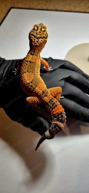 Black Night Mandarin Leopardgecko 