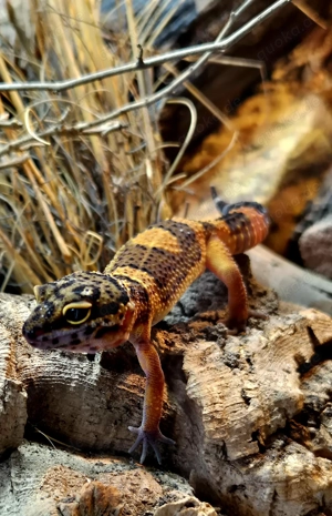 Black Night Mandarin Leopardgecko  Bild 6