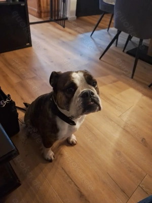 Englische Bulldogge Hündin Moja 4 Jahre alt