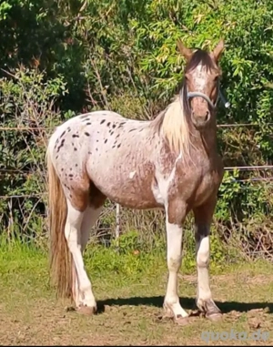 Appaloosa Stute 4 Jahre