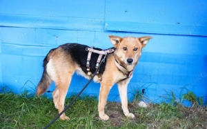 Sumi sucht ihre aktiven, liebevollen Gefährten