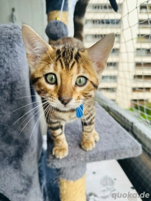 Einzigartiger Bengal Kitten - geimpft, kerngesund & bereit für ihr neues Abenteuer Bild 3