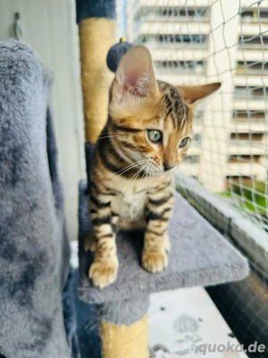 Einzigartiger Bengal Kitten - geimpft, kerngesund & bereit für ihr neues Abenteuer Bild 5