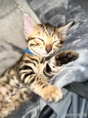Einzigartiger Bengal Kitten - geimpft, kerngesund & bereit für ihr neues Abenteuer Bild 2