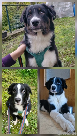 Australian shepherd Border collie Welpen Junghunde