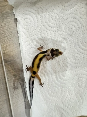 Leopardgecko NZ von 2025