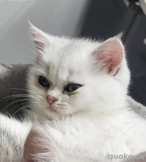 BKH-KITTEN Reinrassige mit Stammbaum