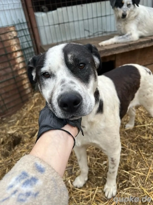 Domino wartet schon so lange 