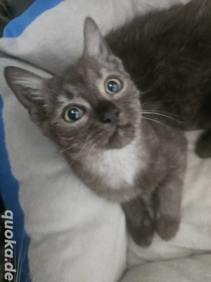 BKH kitten Suchen liebevolles zu hause 