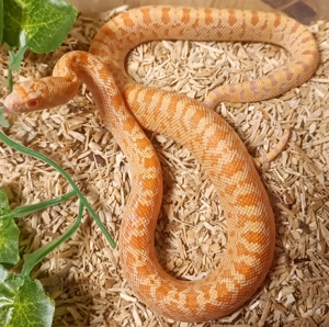 Pituophis Catenifer affinis, Sonora Goopersnake 