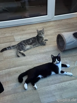 Zwei zuckersüße Hauskatzen 7 Monate alt 