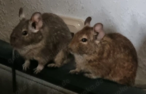 2 junge Degu- Brüder mit Käfig und Auslauf abzugeben