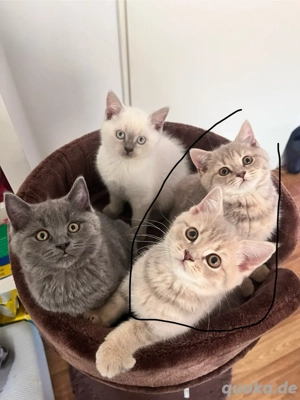 Süßer Kater, 4 Monate alt   sucht liebevolles neues Zuhause