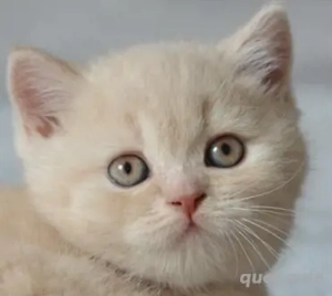 BKH Kitten *Katerchen * darf ausziehen