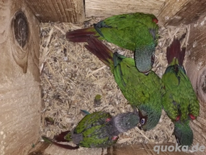 EmmasWeißohrsittiche ( Pyrrhura leucotis emma ) Bild 3