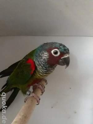 EmmasWeißohrsittiche ( Pyrrhura leucotis emma ) Bild 4