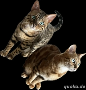    Zum Verkauf   Wunderschöne reinrassige Bengalkatzen!   
