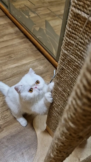 Exotisch Kurzhaar, Perser kurzhaar