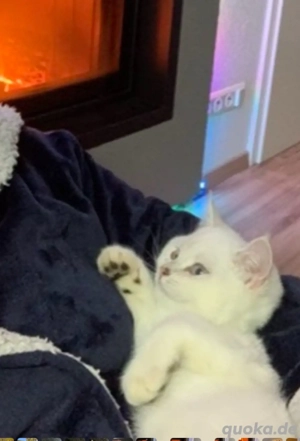 sprechende  Kitten Freund   Bringservice