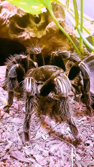 Vogelspinne  mit Terra & Beleuchtung  Bild 2 Vogelspinne  mit Terra & Beleuchtung  Bild 2