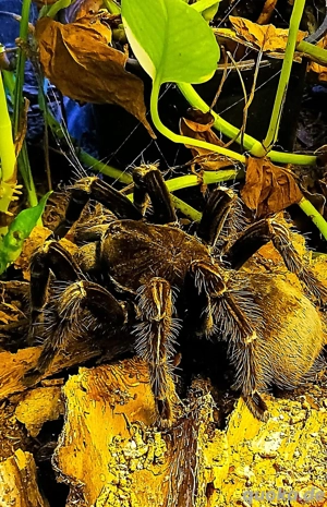 Vogelspinne  mit Terra & Beleuchtung 