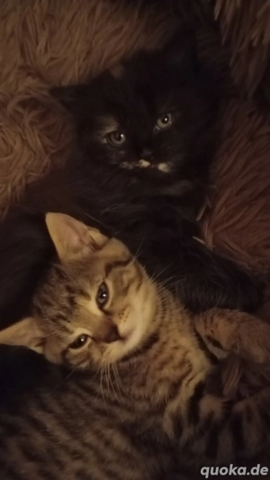 BKH Türkisch Van mix Kitten suchen noch ein Zuhause 