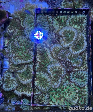 Fungia Rainbow Korallen