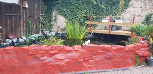 Kois und Goldfische und Wasserschildkröten 