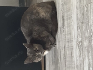 Katze russische grau 