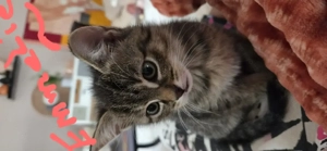 BKH - mix  Zuckersüsse Seelenkatzenbabys 