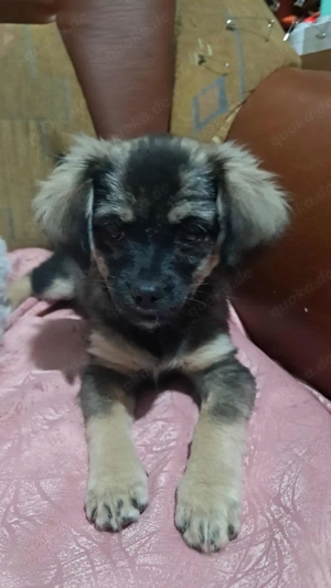 Nina, kleine Zuckerschnute sucht ihre Menschen