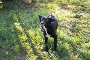 *ROSIE* - eine sehr liebe Hündin, menschenbezogen und stubenrein - mit Handicap