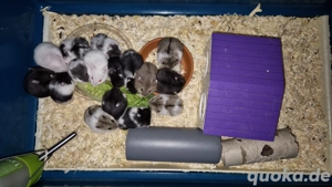 Campbell Zwerghamster 