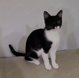 Piratin Anne Bonny sucht sicheren Hafen