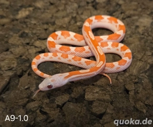 Lavablood Pied, Lavablood 