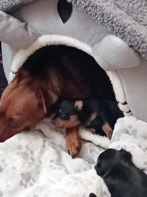 Zwergpinscher-Welpen