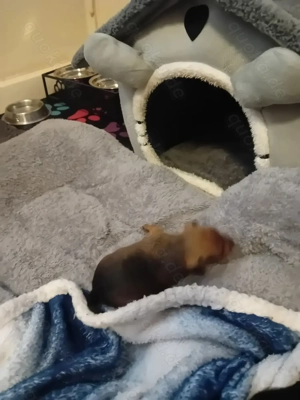 Zwergpinscher-Welpen 