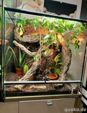 Terrarium, Glas mit Beleuchtung 