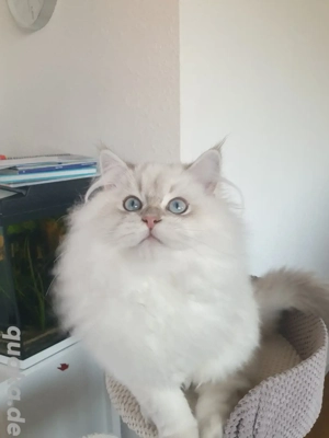  Wunderschöner Kater sucht ein liebevolles Zuhause.   BRI, BLH.