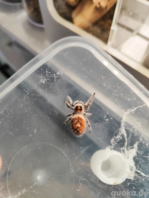 Phidippus regius "Everglades" Springspinnen  Bild 5