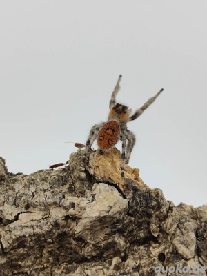 Phidippus regius "Everglades" Springspinnen  Bild 3