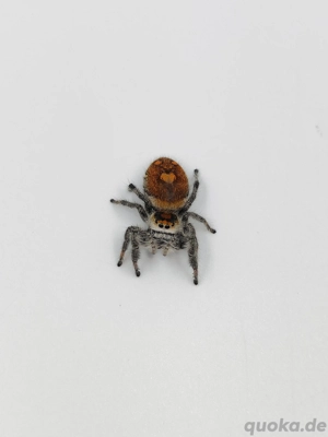 Phidippus regius "Everglades" Springspinnen  Bild 4