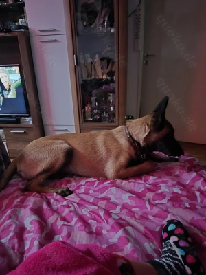 Malinois-Welpen für ein liebevolles Zuhause