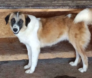 Alina ca. 50 cm   die Neugierige