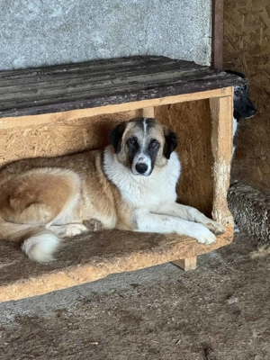 Alina ca. 50 cm   die Neugierige