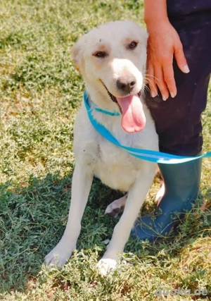 sala sucht dringend ein neues Zuhause 