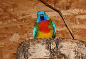 Glanzsittiche Hähne