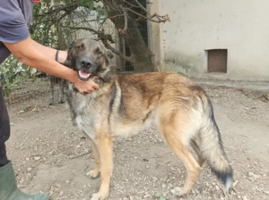Max, schöner Rüde sucht neues Zuhause